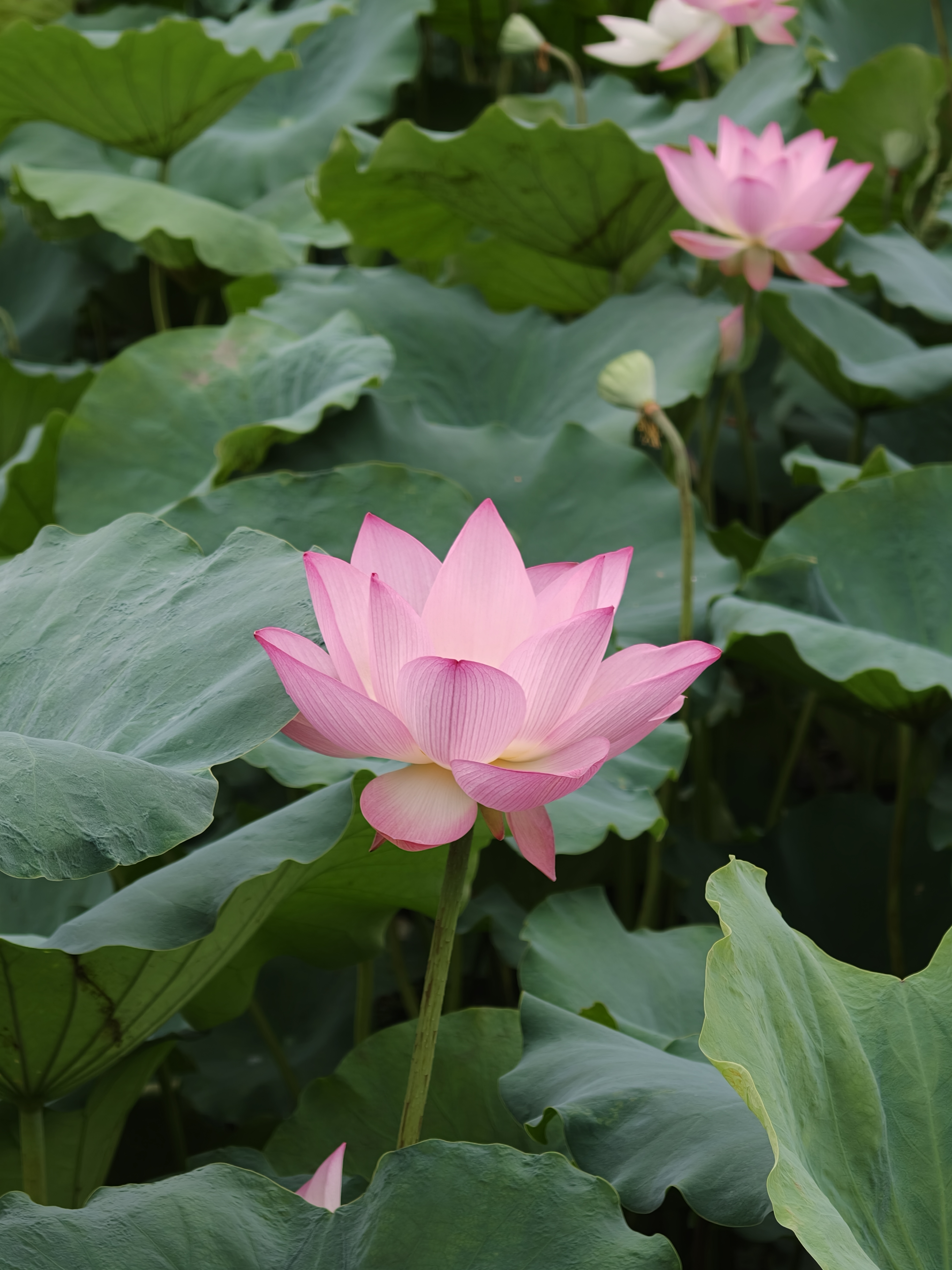 鲜花